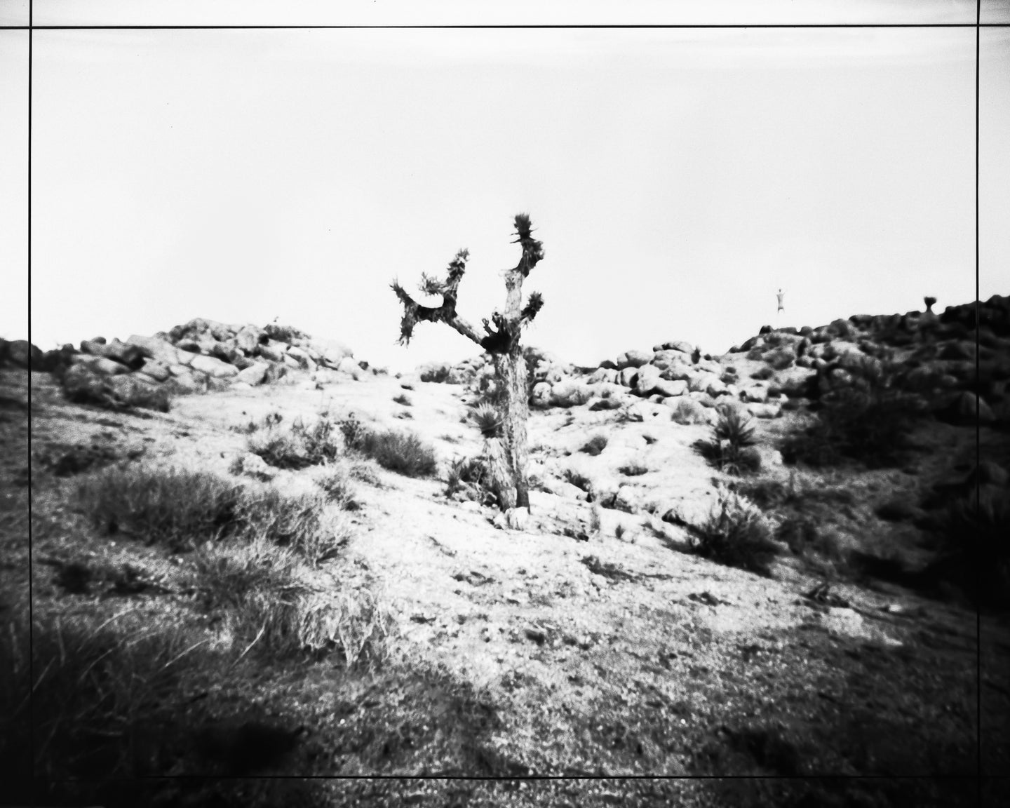 Boy in Desert, Joshua Tree