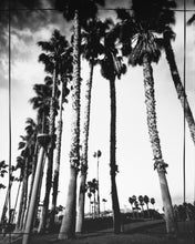 Load image into Gallery viewer, California Palm Trees