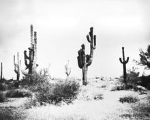 Load image into Gallery viewer, Sonoran Desert